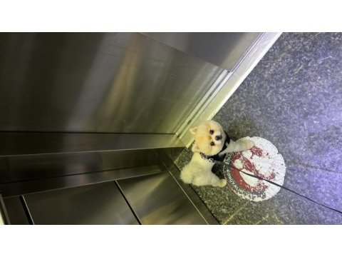Pomeranian boo köpeğimiz 2 yaşında