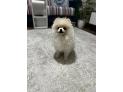 5 aylık aşılar tam erkek eğitimli pomeranian
