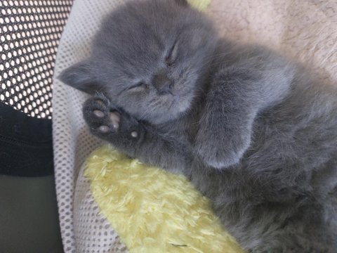 Safkan british shorthair gri erkek