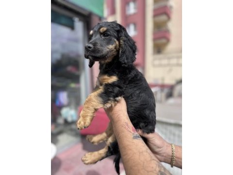 Özel olmak isteyenlere black tan cavalier king charles