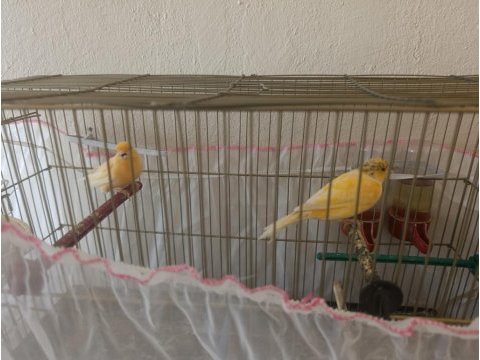 Çift kanarya kuşlarımızı sahiplendirme