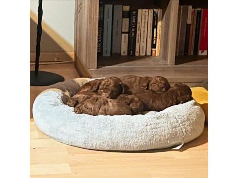 21.10.2024 doğumlu red toy poodle