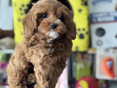Petmode köpek çiftliğinden kore maltipoo