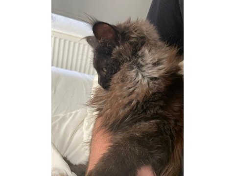 Safkan maine coon 03.03.2025