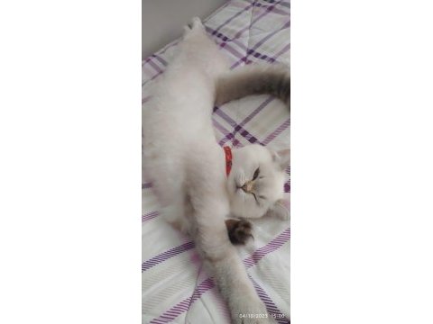 Beyaz pamuk kedim 6 aylık dişi