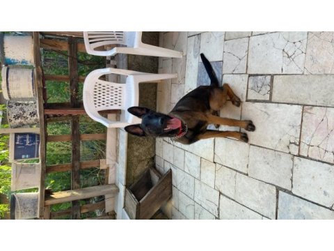 7 aylık erkek malinois belçika kurdu