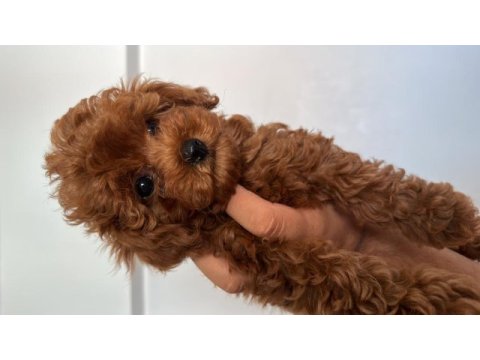 Red brown toy poodle