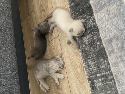 Scottish fold yavrularımız yeni yuvalarına hazır