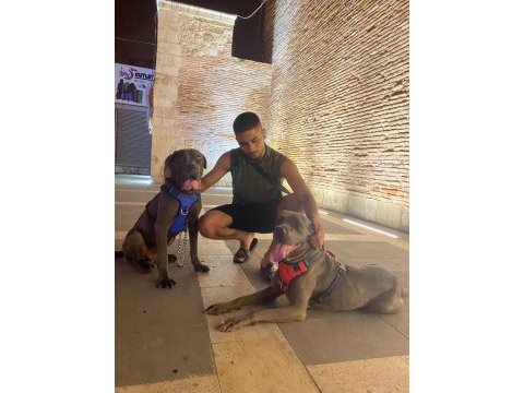 Acil satılık cane corso köpekler
