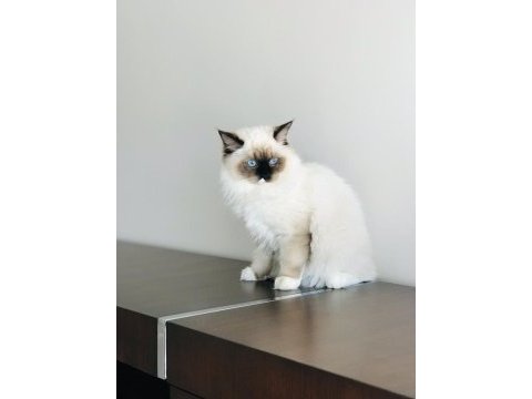 Şecereli anne ve babadan safkan ragdoll dişi yavrum