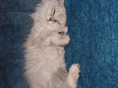 Upuzun tüylü scottish british longhair