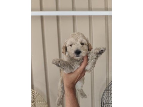 3 erkek kardeş maltipoo