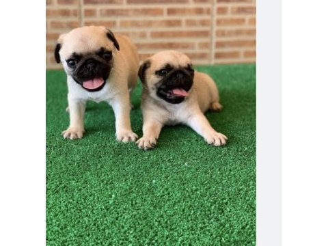 Pug yavrusu