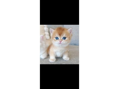 Bebeksi golden british shorthair