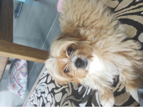 Oyuncu maltipoo tarçınımız