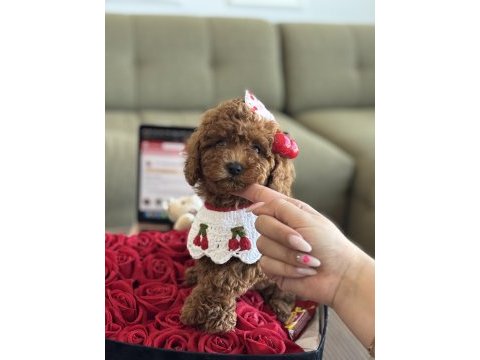 Yavru poodle kızım cherry
