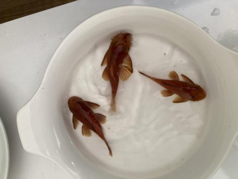 Satılık cüce vatoz balığımız