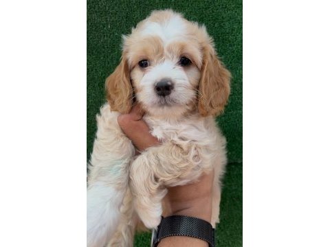 50 günlük cockapoo yavrumuz yeni yuvasına gitmeye hazır