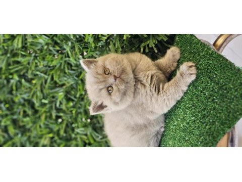 Ayı surat british shorthair kızımız yeni ailesini arıyor