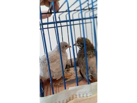 Çin bıldırcını 1+1 takım
