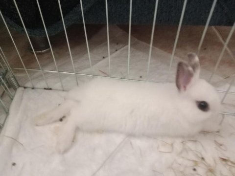 Yavru cüce tavşan