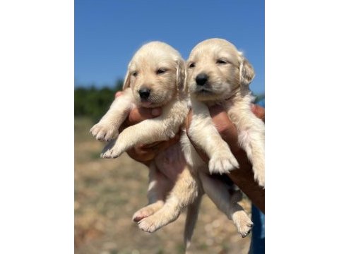 Golden retriever minişler