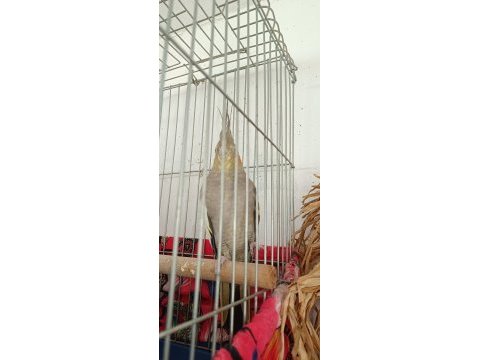2 yaşında barut gibi dişi eşe hazır sultan papağanı
