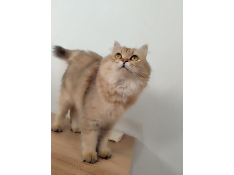 Güzel british longhair kızımıza sıcak bir yuva