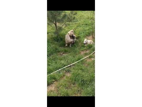Irk ve sağlık garanti kangal yavrularımız