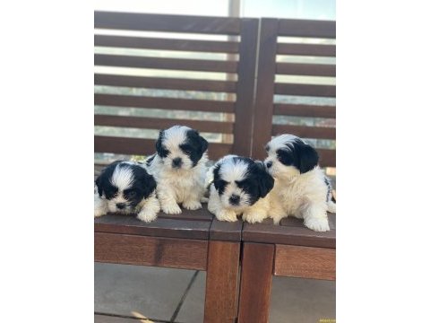Shih tzu (şitsu)