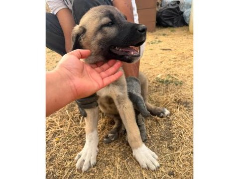 Orjinal kangal yavruları dişi erkek