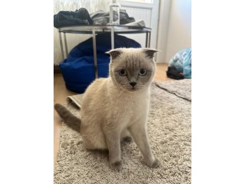 Scottish fold kedimizi sahiplendirmek istiyoruz