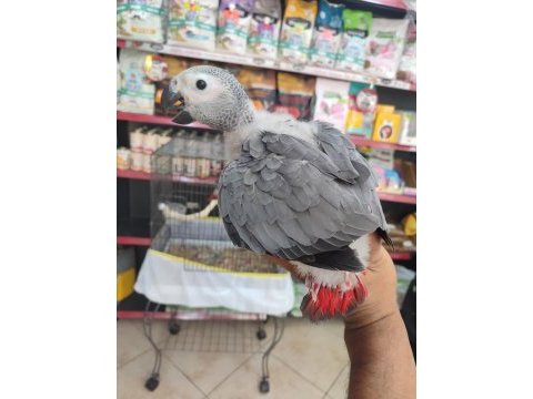 Bebek jakolar kırmızı kuyruk kango