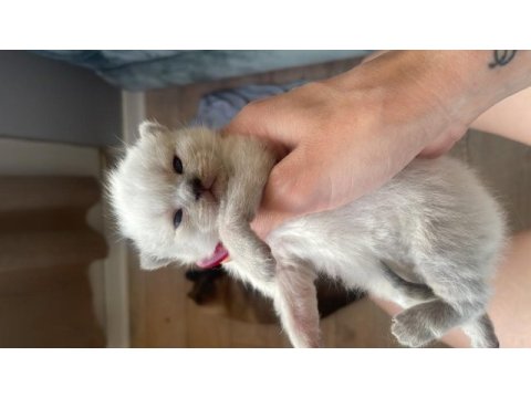 Yavru british shorthair
