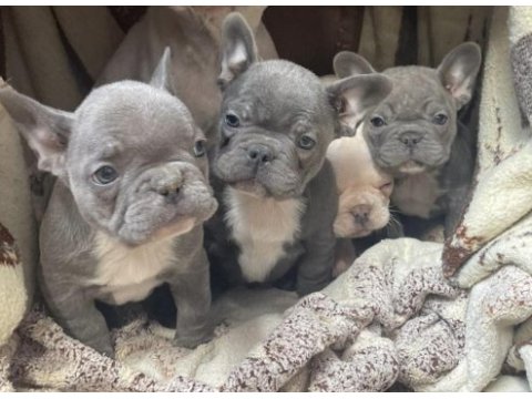 Minik french bulldog canavarlar yeni ailesini arıyor