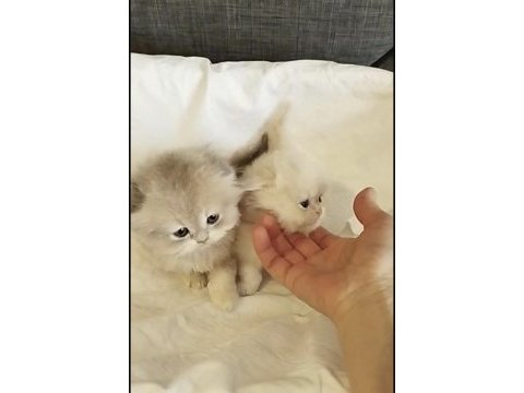 Safkan scottish fold kediler