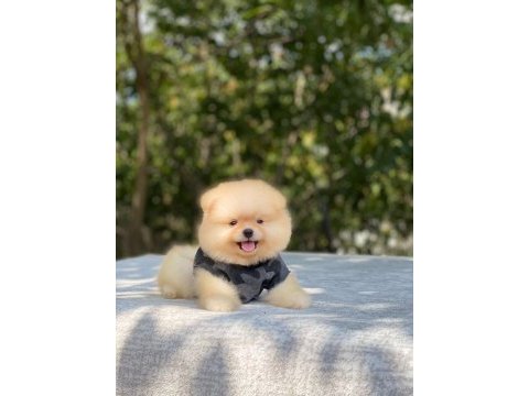 Yeni evlerine gitmeye hazır pomeranian yavruları