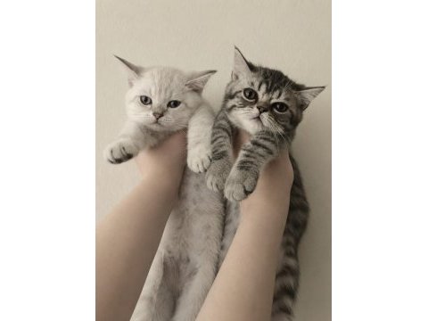 British shorthair yavrular