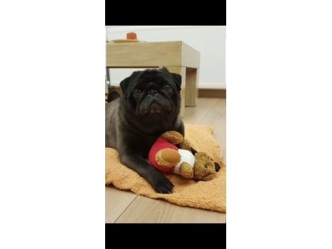 Orijinal pug mops
