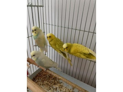 Çok güzel ve sağlıklı muhabbet kuşlar