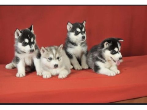 Sibirya kurdu husky a kalite 1 sınıf ırk