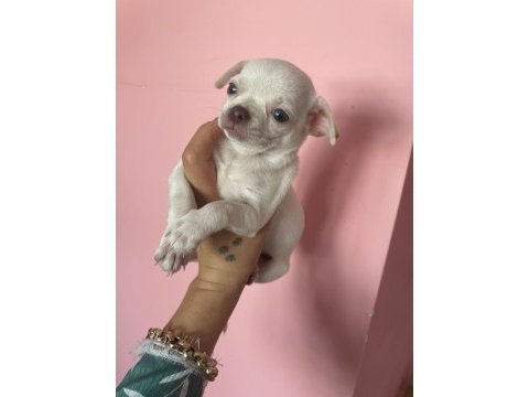 Mini boy chihuahua bebekler