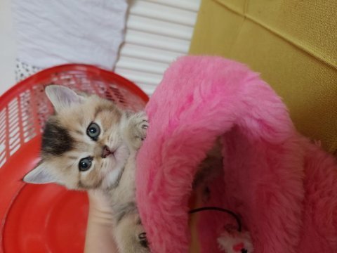 44 günlük scottish fold bebekler
