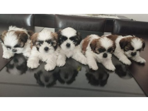 40 günlük ırk garantili shih tzu yavrular