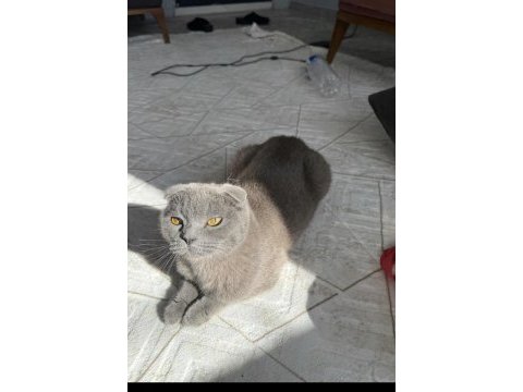 Bal gibi scottish fold kız