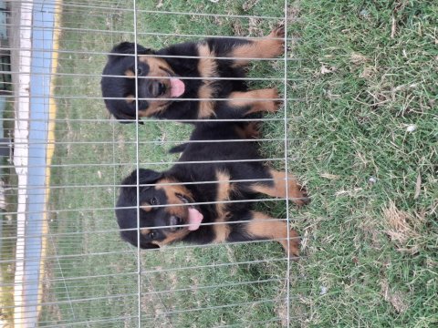 Safkan macar koca kafa küt burun rottweiler yavrular