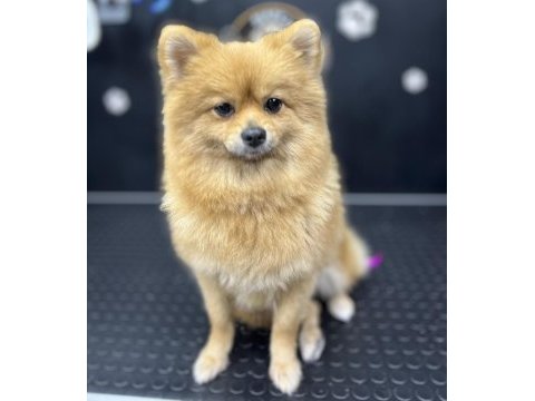 Uygun annelik tecrübeli dişi pomeranian boo