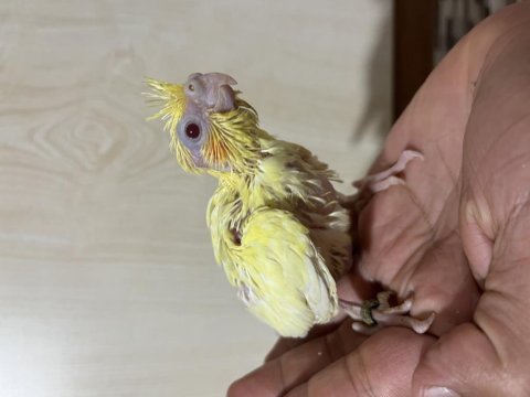 Yavru ve takım sultan papağanı