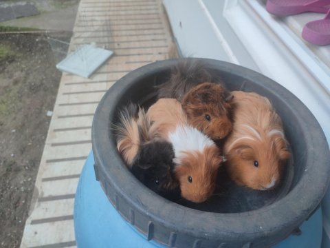 3 dişi 1 erkek guinea pig