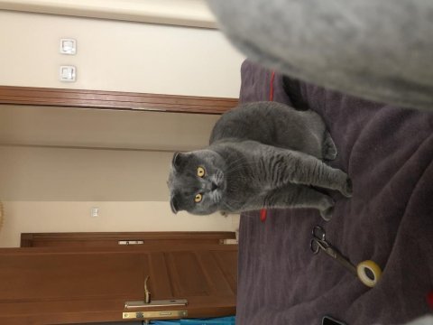 Scottish fold oğlumuza gelin arıyoruz